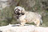 LHASSA APSO 061